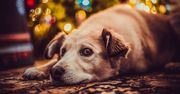 Świąteczny poradnik dla właścicieli czworonogów