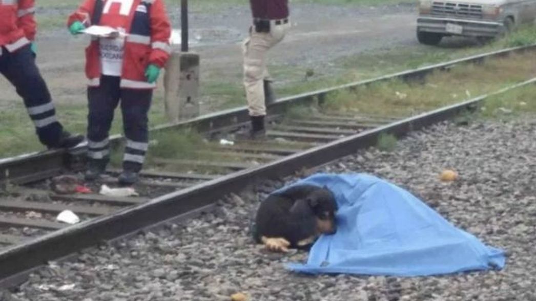 Wierny pies czuwa przy zwłokach opiekuna po jego śmierci.