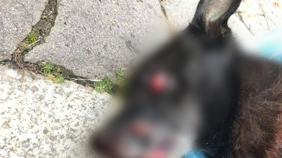 Zwierzę zostało skatowane kamieniem. Sprawca został ujęty na gorącym uczynku.