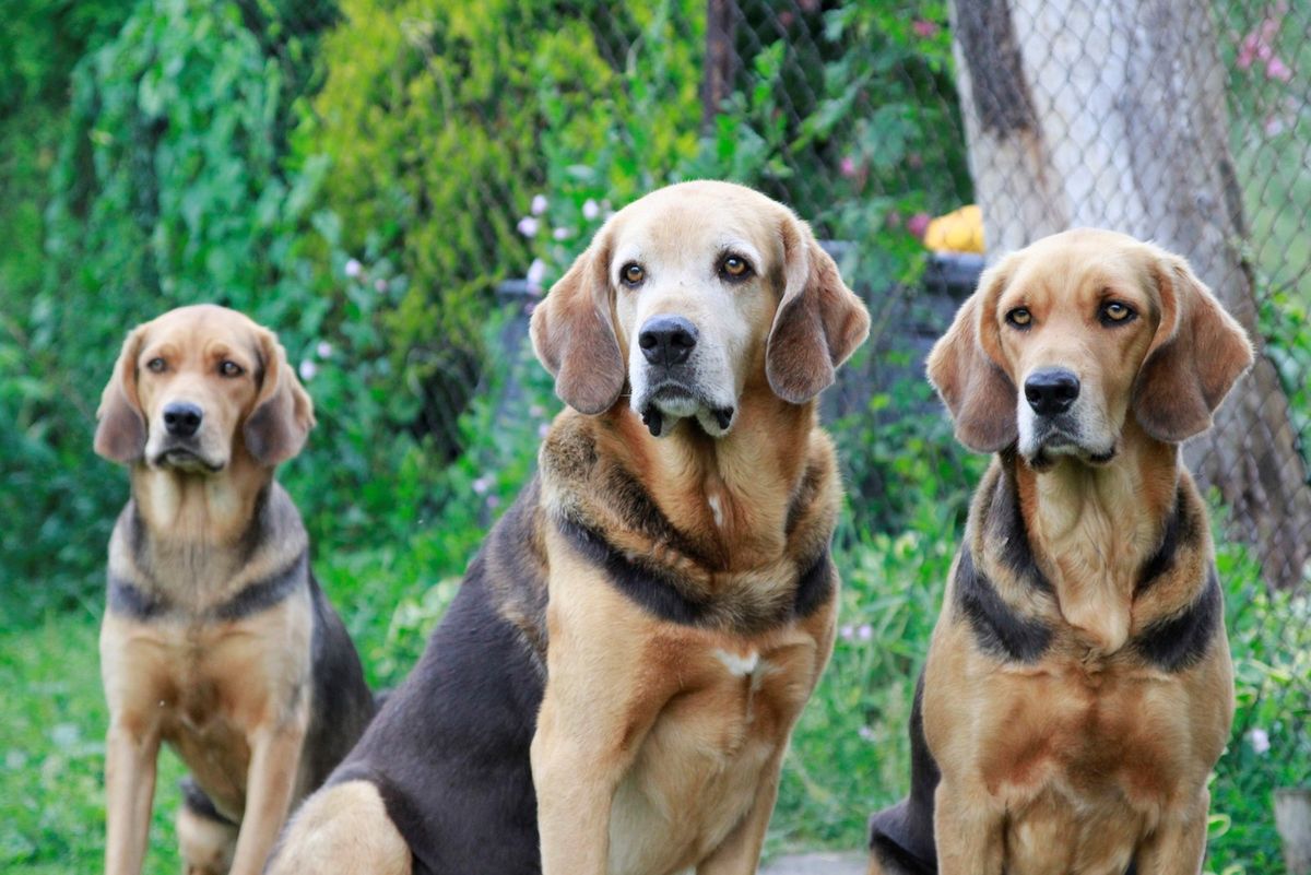 Aż 20 tysięcy psów na warszawskim Euro Dog Show