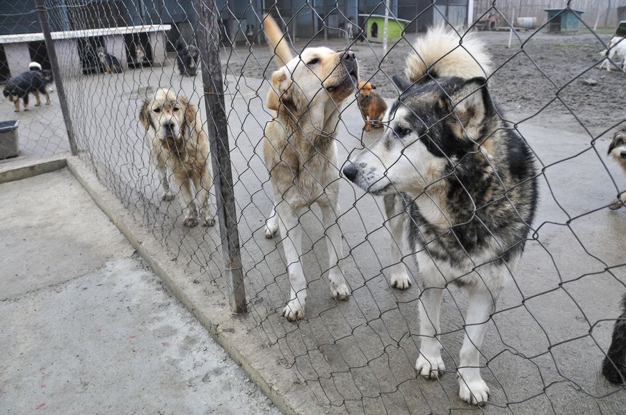 Ponad setka psów przetrzymywana pod Drohiczynem. "Mamy związane ręce"