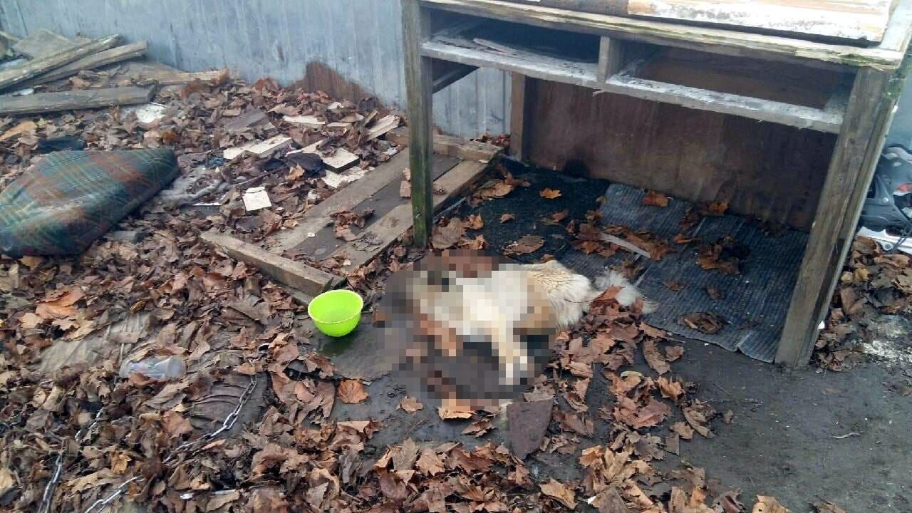 Suczka ważyła zaledwie 3 kg. 