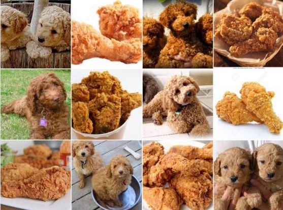 Zwierzę czy jedzenie? Czasem trudno zgadnąć!