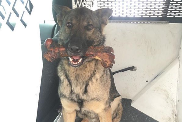 Policyjny pies robi karierę. A zwłaszcza jego konto na Instagramie