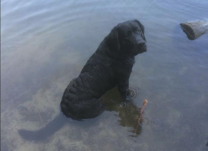 Ukradziono labradora ratownika. "Mógł pójść z każdym"