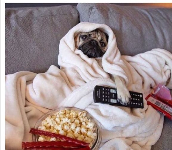 Te psy "zrobią ci dzień". Memy w sam raz na piątek