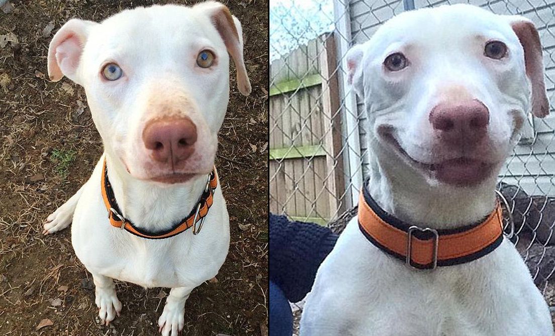 Skończyła się jego gehenna. Ten pies zaczął się uśmiechać