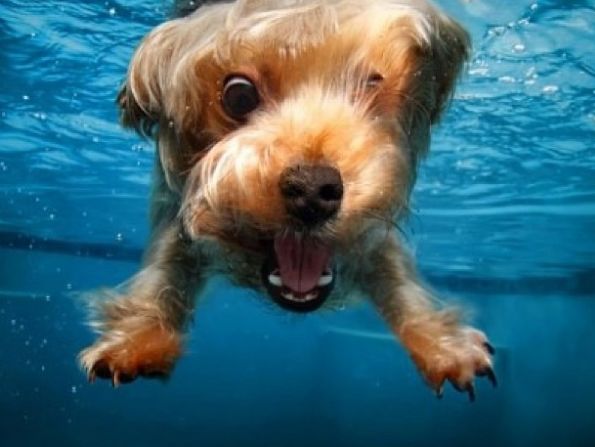 Tak wyglądają psy pływające pod wodą