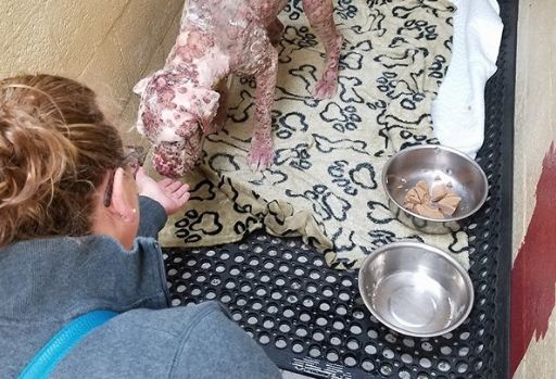 Użądliły go tysiące pszczół. Wtedy właściciel go porzucił