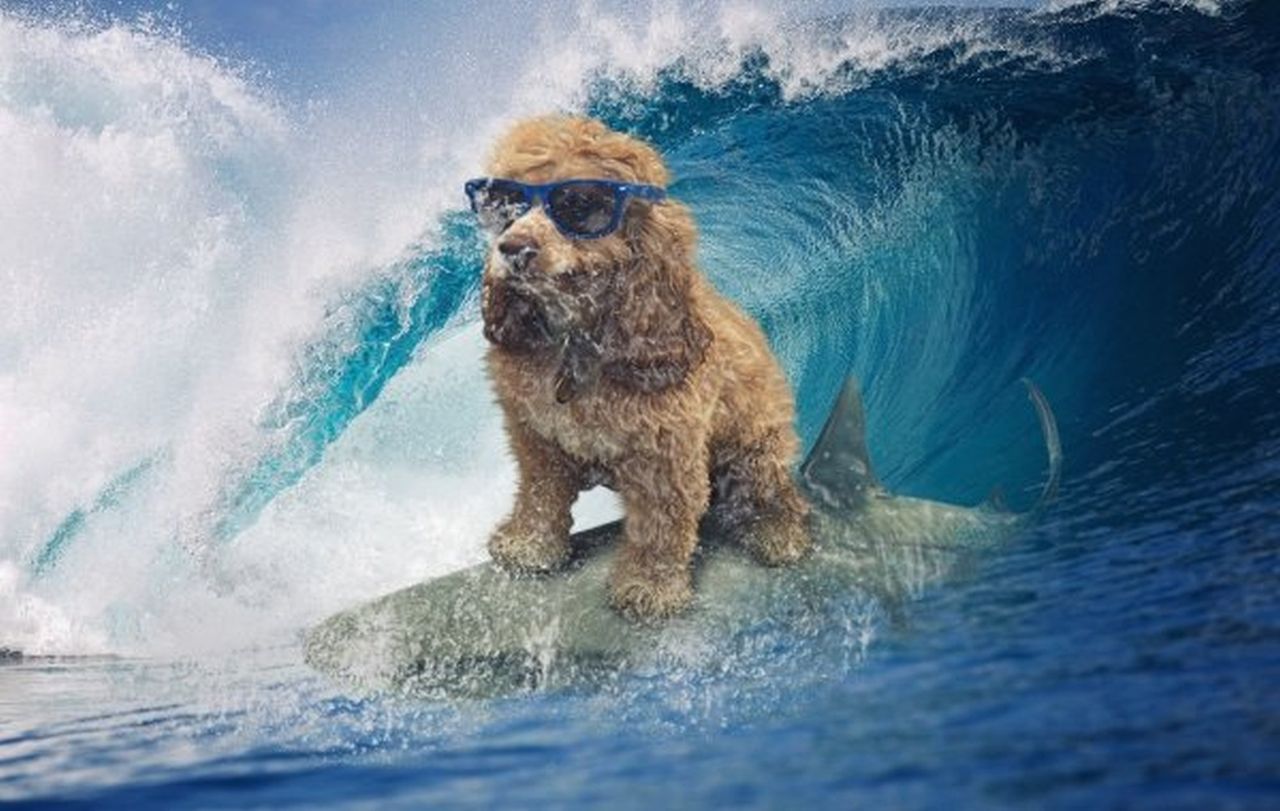 Na początku był pies w okularach. A potem się zaczęło...