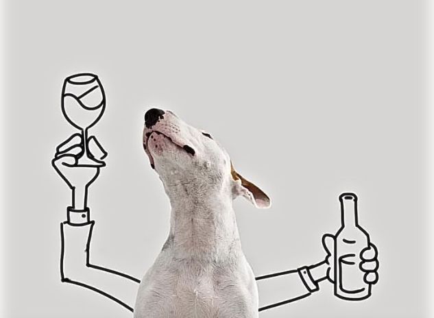 Rzuciła go żona, pomógł wierny pies