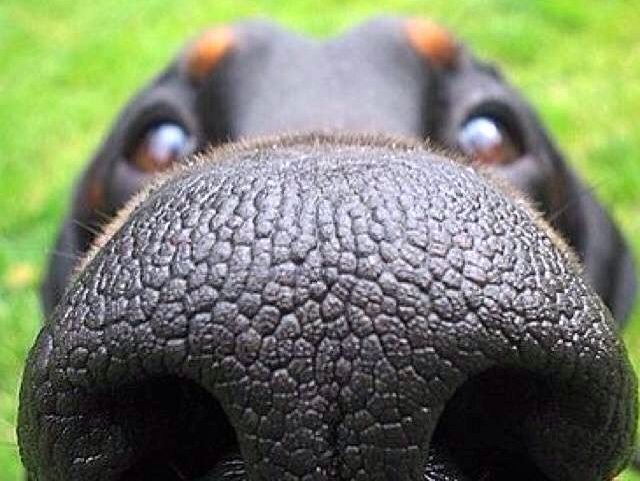 Psie nosy są zabawne. Niezbite dowody