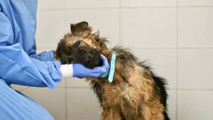 "Mela" jest pod opieką lekarzy