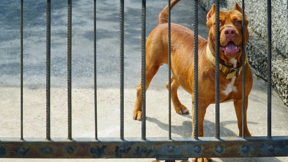 5-latka została zaatakowana przez pitbulla (zdjęcie ilustracyjne)