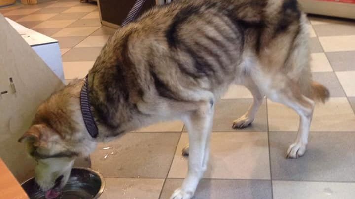 Przemyśl. Uratowany pies Julek był skrajnie wychudzony