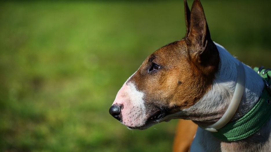 Szewce (woj. dolnośląskie). Jeden z policjantów ranił suczkę paralizatorem (zdj. ilustr.)