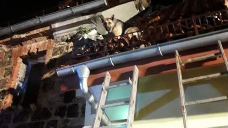 Strażacy z powodzeniem ściągnęli psa na ziemię