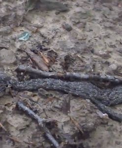 Pleń w Bieszczadach. Zagadkowe nagranie z nadleśnictwa Baligród