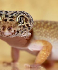 Pod jednym dachem z 60 wężami, szczurami i myszami