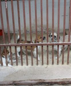 Wyrzucono trzy psy z auta na ulicę. Policja prosi o pomoc w ustaleniu sprawców