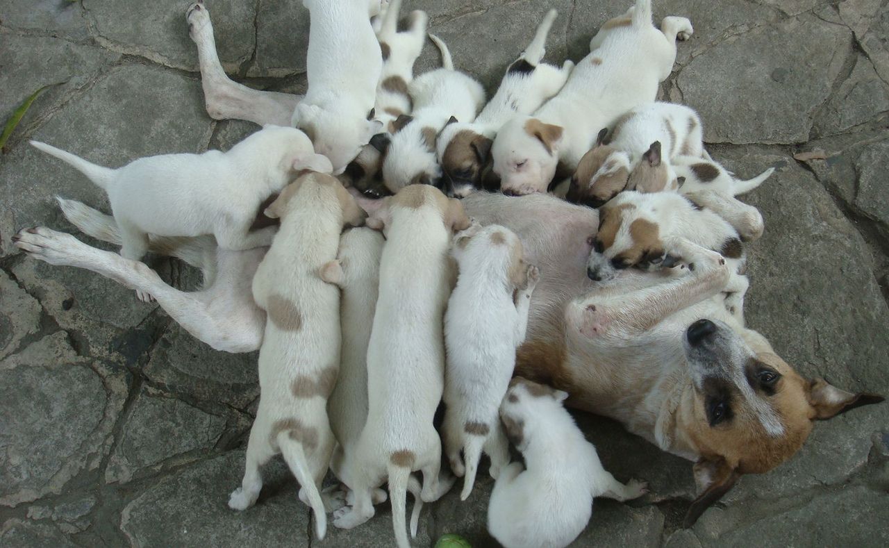 Pomóż nam rozpoznać rasy psów. Jeśli odgadniesz 6 z nich, będziesz mistrzem