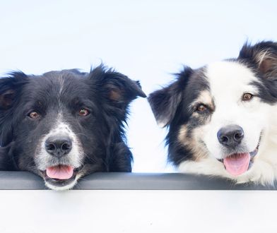 To najczęściej mylone rasy psów. Jak dobrze je znasz?