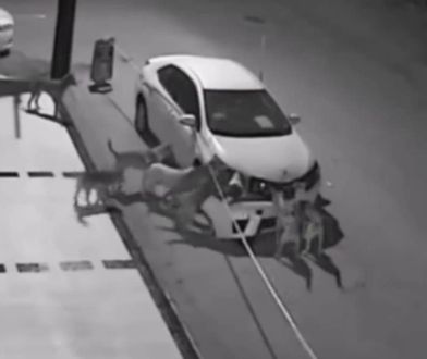 Dzikie psy w Turcji rozbierają samochód na części