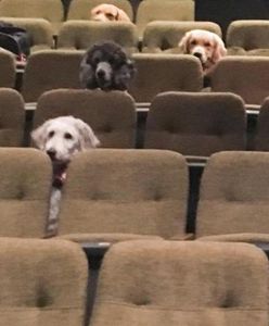 Psy na musicalu w teatrze w Kanadzie. "Zachowywały się bardzo grzecznie. Żaden z nich nie szczeknął"
