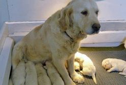 18-latek zakopał żywcem szczenięta. Interweniowała policja