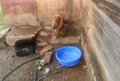 Zostawił psy bez opieki i jedzenia. Zwierzęta spędziły kilkanaście dni w fatalnych warunkach