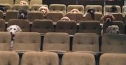 Psy na musicalu w teatrze w Kanadzie. "Zachowywały się bardzo grzecznie. Żaden z nich nie szczeknął"