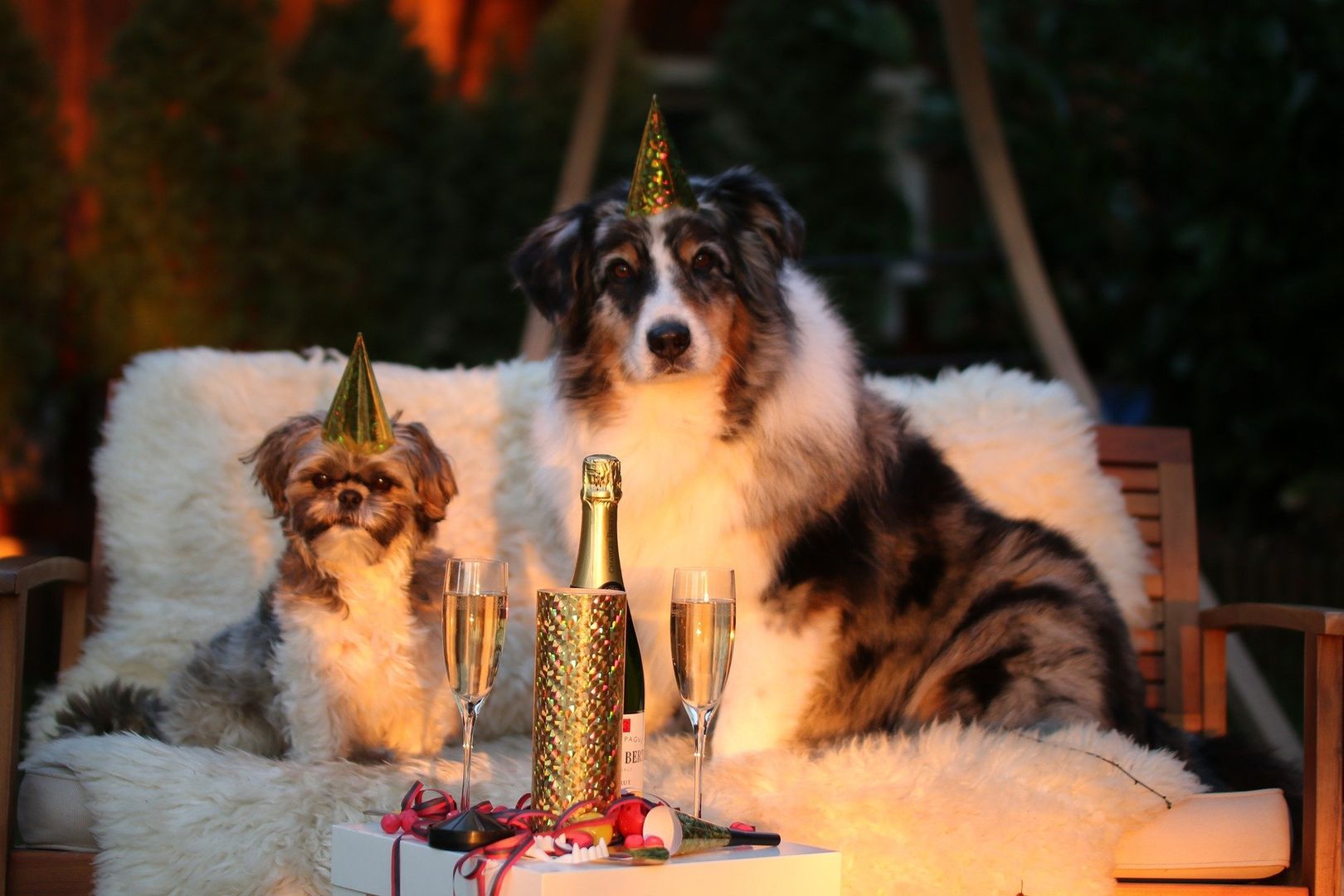 Cztery łapy w sylwestra, czyli jak pomóc psu przetrwać noworoczną zabawę