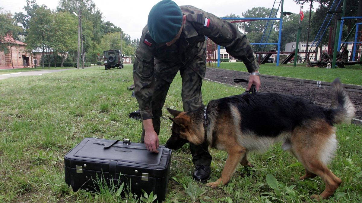 Armia będzie mogła korzystać z psów służbowych w czasie akcji ratowniczych. 