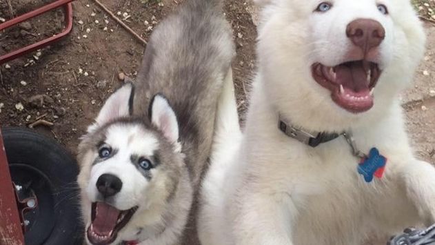 Husky odgryzł dziecku rękę