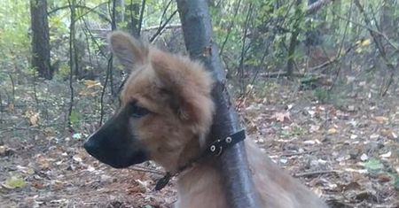 Przypiął psa do drzewa i tak zostawił. "Jak tak można?!"