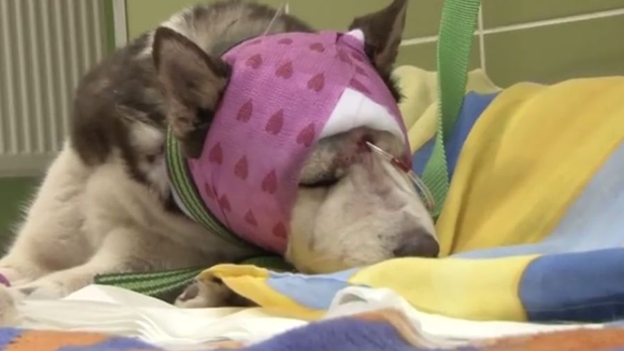 Brutalnie pobita suczka jest pod opieką lekarzy