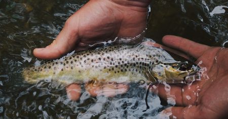 Z Norwegii przemycamy ryby. Turyści też łamią przepisy