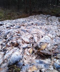 700 kilogramów ryb wyrzuconych do lasu. Leśnicy: nie potrafimy zrozumieć