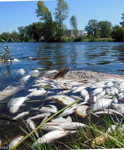 Masowe wymieranie ryb na Warmii i Mazurach. Przez upały w jeziorach brakuje tlenu