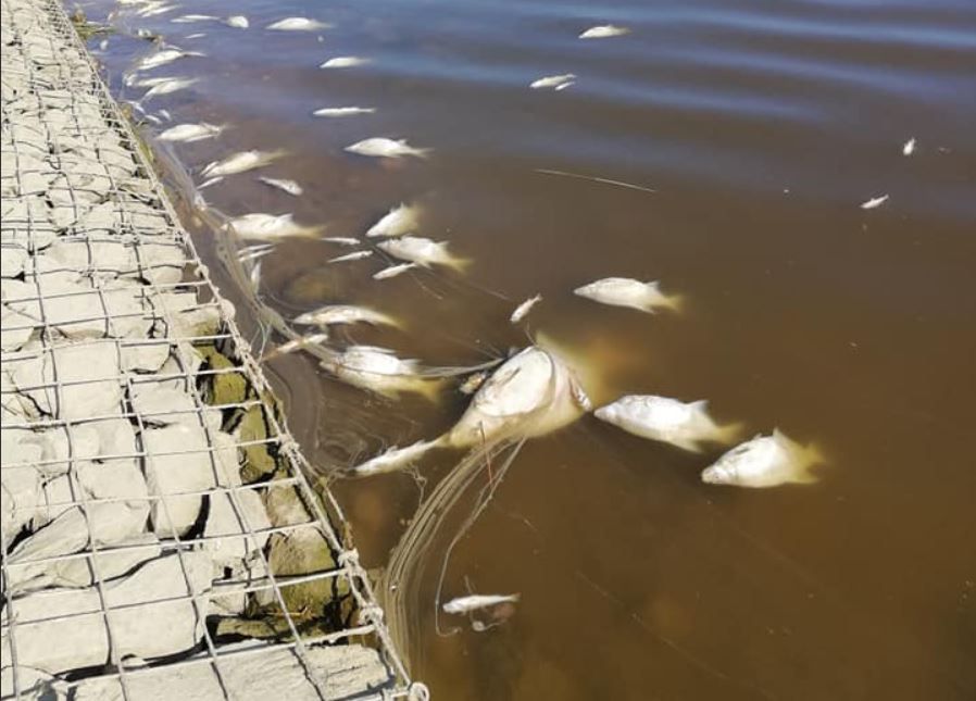 Gdańsk. Mnóstwo śniętych ryb w zbiorniku retencyjnym. Wprowadzono zakaz połowu