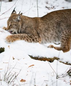 Szczytno: ryś na drodze. Przemaszerował przed maską samochodu