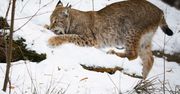 Szczytno: ryś na drodze. Przemaszerował przed maską samochodu