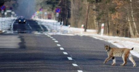 Strażnicy przy wschodniej granicy trafili na "leśnego ducha"