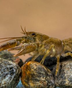 Celnicy udaremnili przemyt chronionych raków