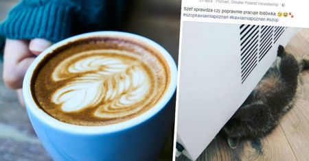 Kocie kawiarnie to już przeszłość. Teraz furorę robi inne zwierzę