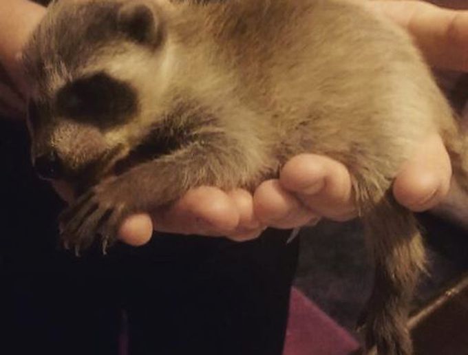 Lekarz przepisał jej szopa