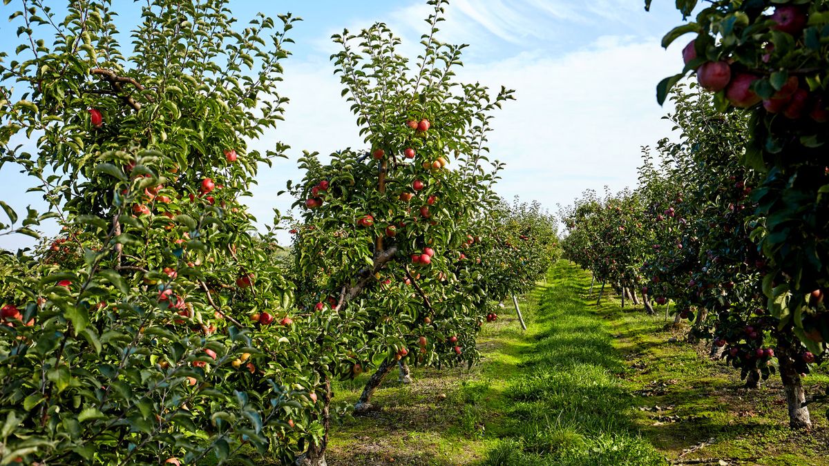 Kara na przetwórców. 