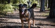 Jak zadbać o swojego psa, gdy nadchodzą chłodniejsze dni?