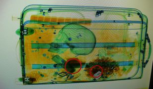 Ludzka czaszka w bagażu. Kobieta zatrzymana na lotnisku w Szczecinie