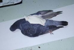 Zastrzelili narkogołębia. Przemycał narkotyki do więzienia w małym plecaku